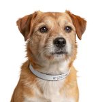 Clip-on Pet Collar